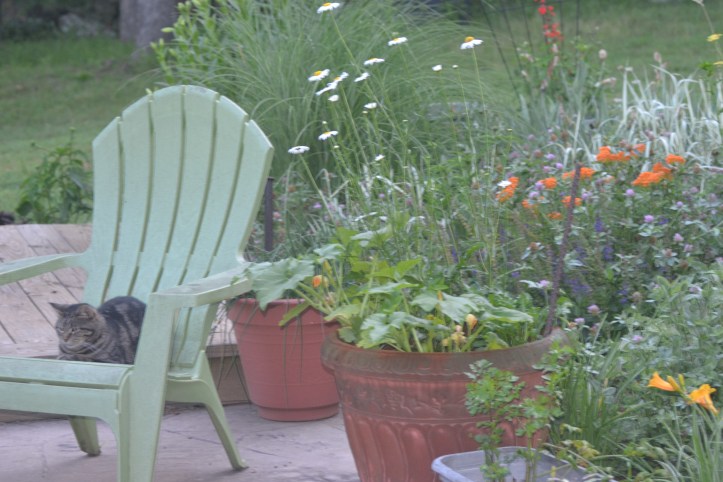 Sarge is content to wile her time away on the patio of her new home. 