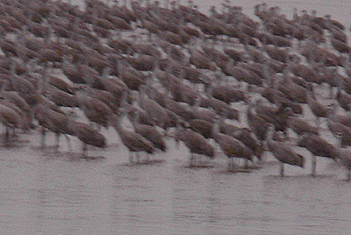 Sandhill Cranes roosting at Audubon's Rowe Sanctuary, Nebraska, 2012