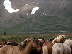 Icelandic Ponies in meadow near volcanic mountains and glacier fields, northwestern Iceland